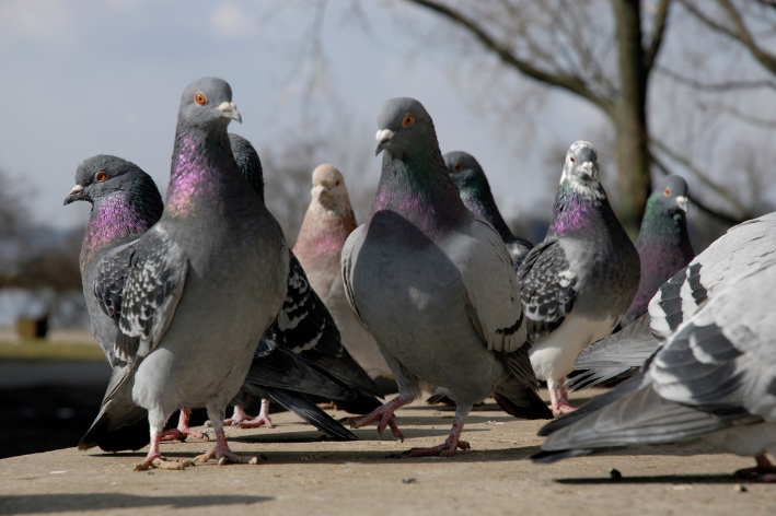 비둘기는 질병을 전염시킵니다 : 생물학자는 인간 건강에 대한 위험을 설명합니다