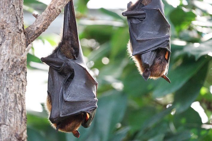 Aprenda a ahuyentar a los murciélagos con seguridad