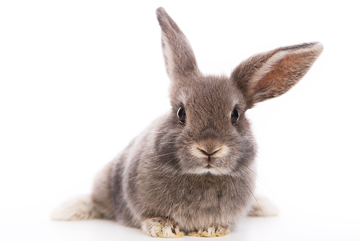 Wie viele Jahre lebt ein Kaninchen?