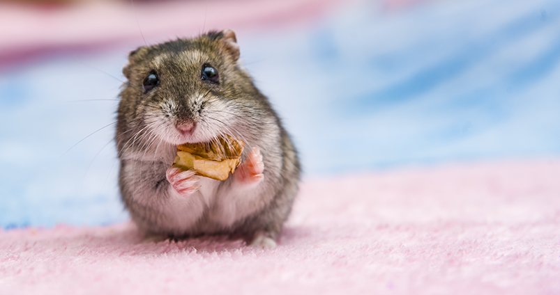 Ketahui cara memilih sangkar hamster terbaik!