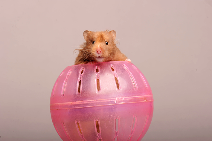 Hamster: cureyên rovî û lênêrînê