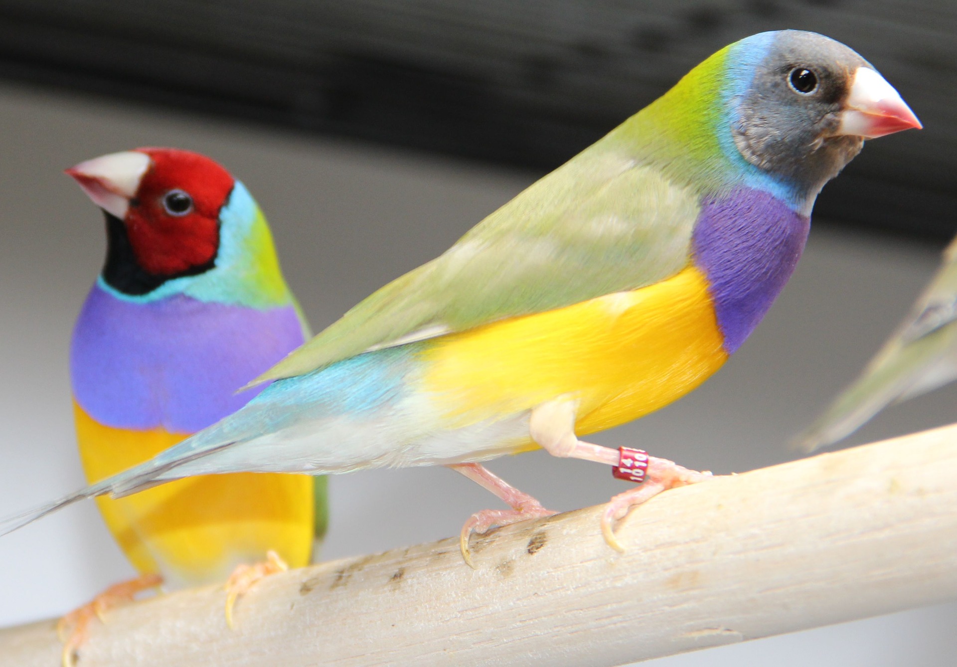 Passeriformes: Urdd wych TrincaFerro, Canary a Diamond Gould