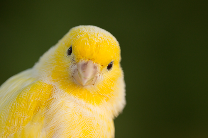 Belgian canary: macluumaadka iyo daryeelka