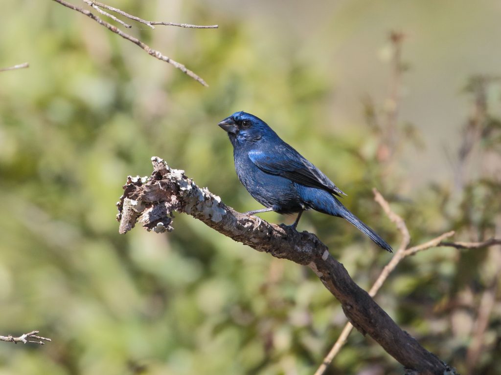 Pesem modre ptice: spoznajte ptico in njen mogočni glas