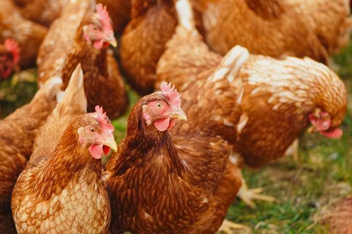 Coccidiosis aviar: todo lo que hay que saber sobre la enfermedad