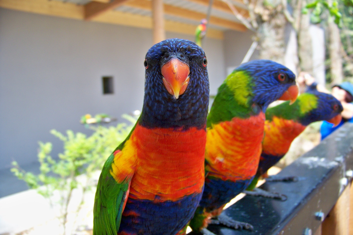 लॉरिस: या सुंदर आणि रंगीबेरंगी पक्ष्याबद्दल सर्व जाणून घ्या