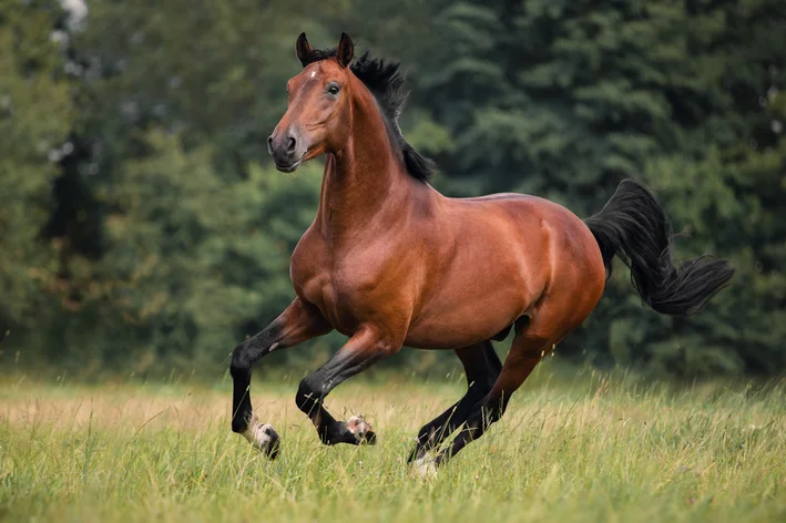 Averigüe cuántos años vive un caballo y cómo cuidar de su animal