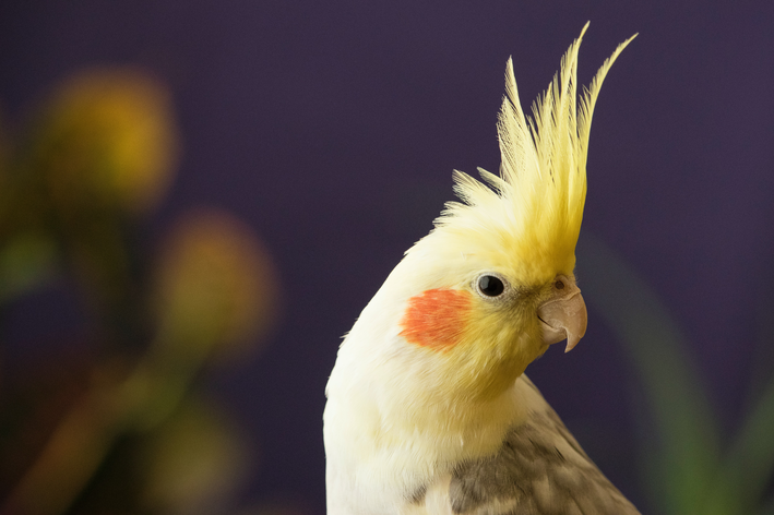 Ptaki Psittaciformes: czym są i jak się nimi opiekować