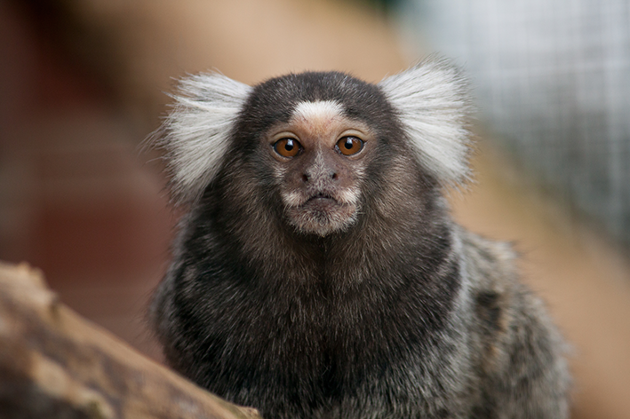Maimuță de companie: tot ce trebuie să știți