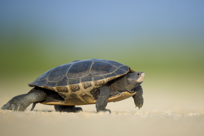 Hur man vet om en sköldpadda är en hona: 5 steg för att ta reda på det