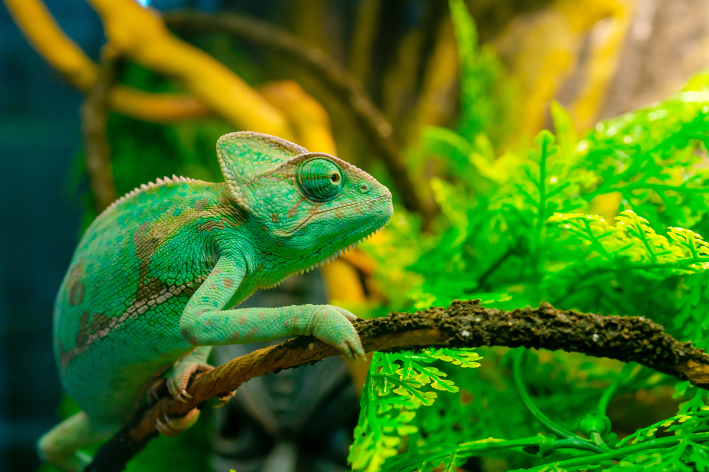 Chameleon: ciri, diet sareng kapribadian spésiés