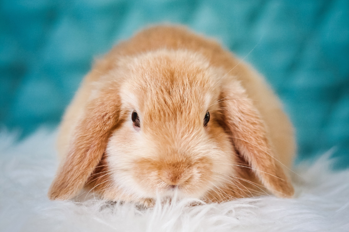 Kaninchen spüren die Kälte? Wichtige Pflege für Haustiere im Winter