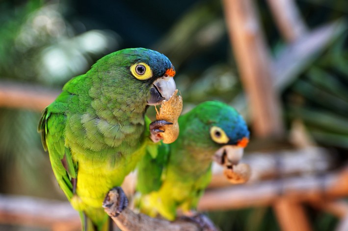 Was frisst ein Papagei? Finden Sie heraus, welches Futter Sie Ihrem Vogel anbieten sollten