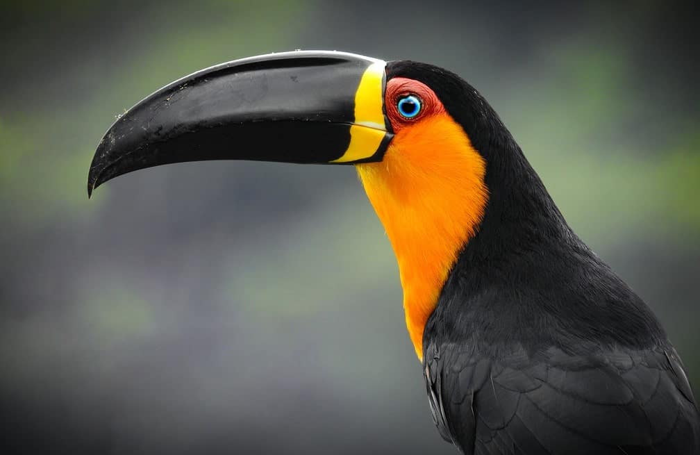 Tukan: dozvedieť sa viac o tomto vtákovi